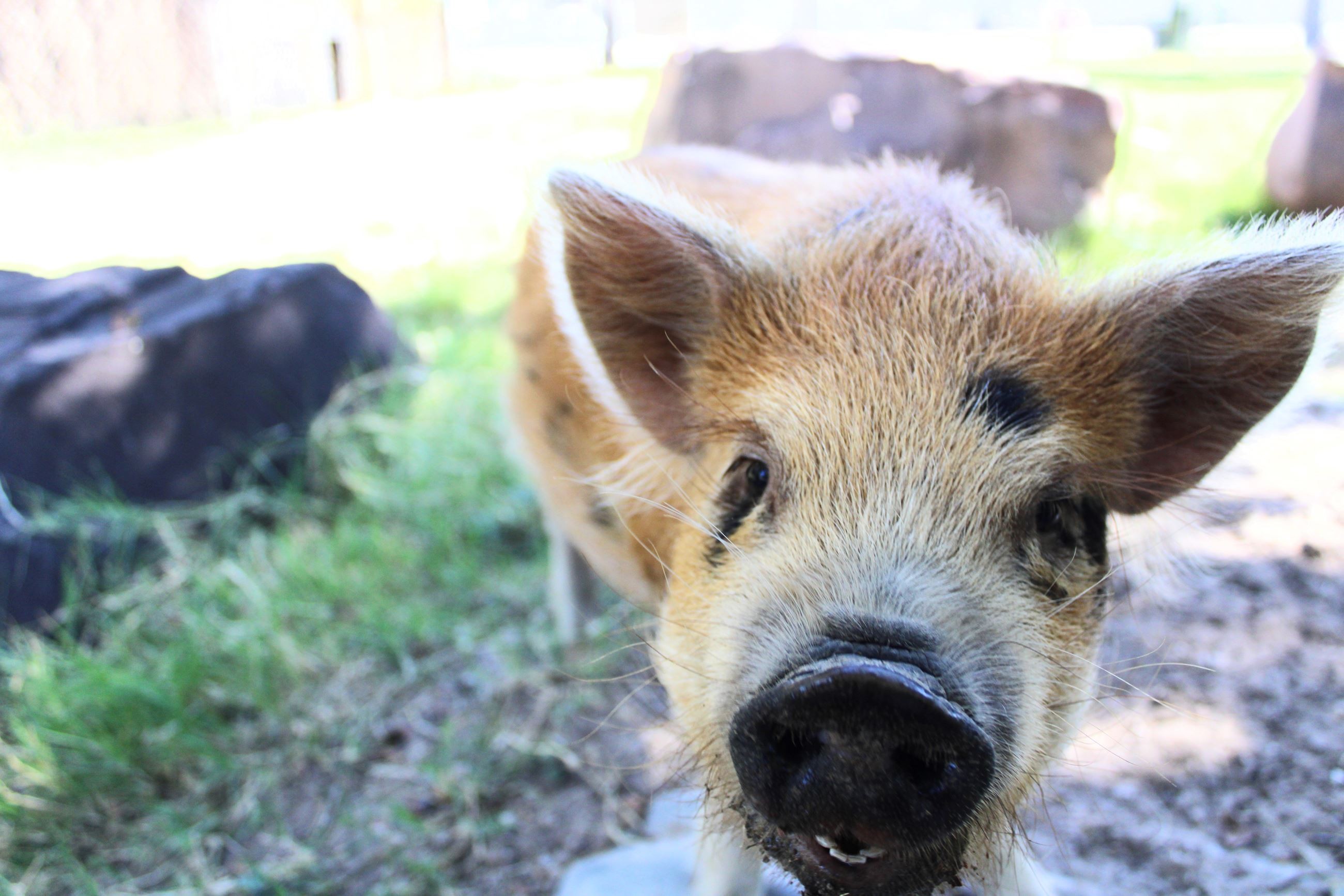 KuneKune Pig